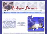 Belshogar Birmans in Queensland