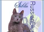 Siblu russian blu breeder